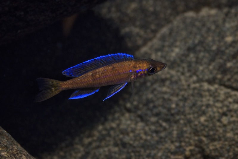 Paracyprichromis nigripinnis 'Kibige Island'